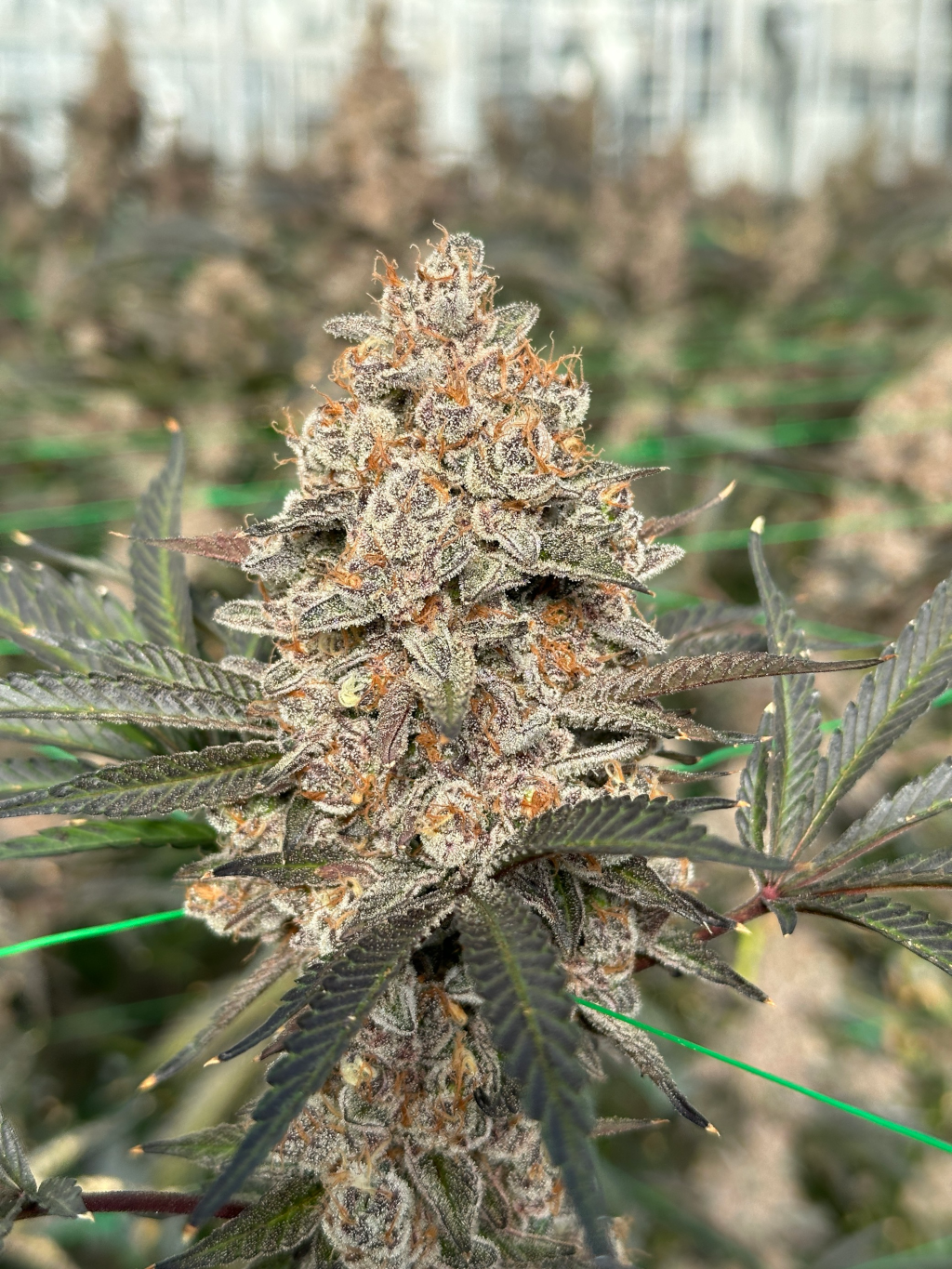 Flores medicinais